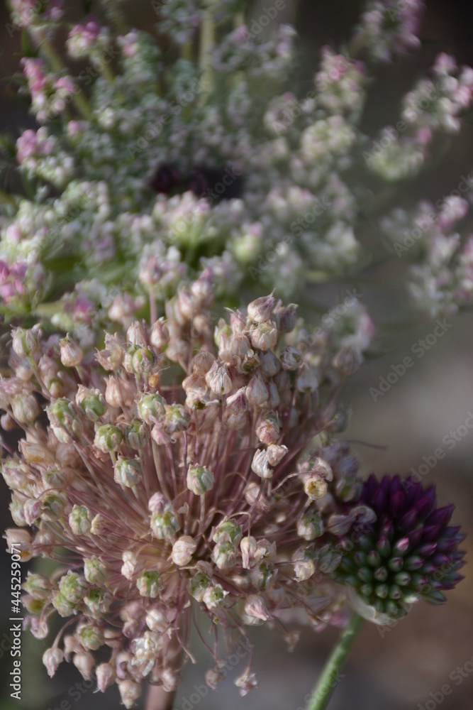 Wild garlic and white pink flowers on a blurred background