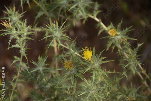 horn scolymus hispanicus blooms with yellow flowers in the forest