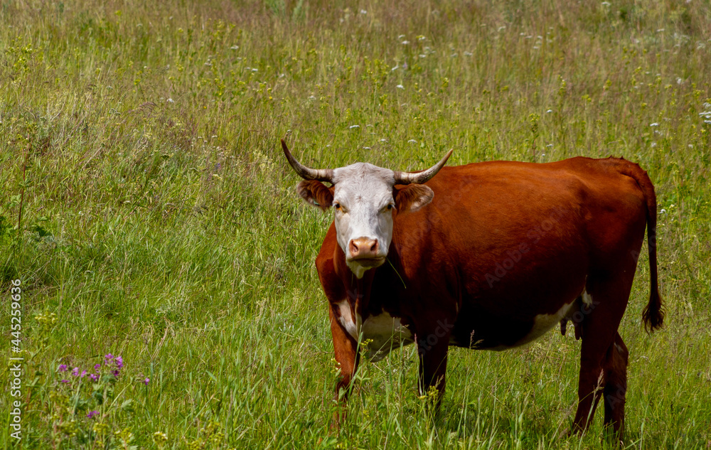 cow in the field