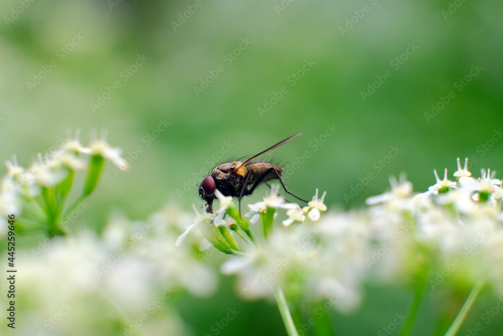 housefly Latin name musca domestica close up feeding on viburnum tinus flower caprifoliaceae in Italy stomoxys calcitrans muscidae housefly Latin name musca domestica close up feeding on viburnum tinus flower caprifoliaceae in Italy stomoxys calcitrans muscidae