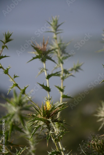 Flowers thorns scolymus hispanicus on a blurred background of mountains and sea