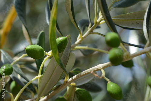 Olive tree in summer and small olives on it