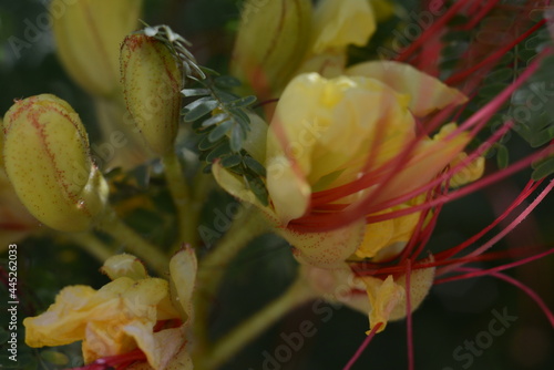 Interesting exotic yellow-red caesalpinia gilliesii flowers close-up