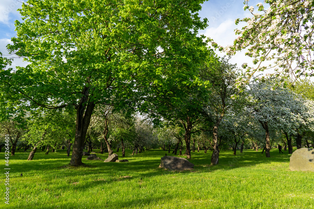 Blooming apple trees in the park of the Loshitsa estate in Minsk Blooming apple trees in the park of the Loshitsa estate in Minsk