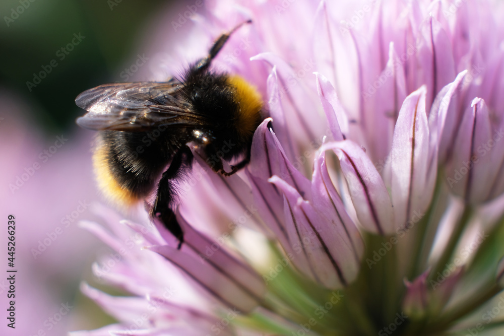 A macro shot of a bumblebee collecting pollen from a butterfly bush. A macro shot of a bumblebee collecting pollen from a butterfly bush.