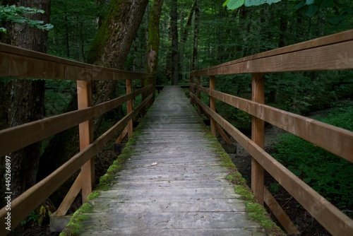 Wooden paths in the forest. Biogradska Gora National Park in Montenegro.