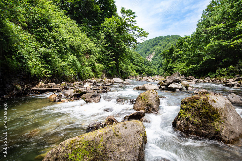 日本　ブナの森の流れの透明な涼しい渓流