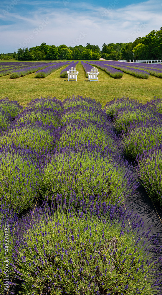 Fototapeta premium 652-37 Lavender View