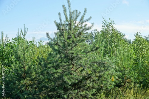 one small coniferous pine tree among green vegetation against a background of a forest and a blue sky
