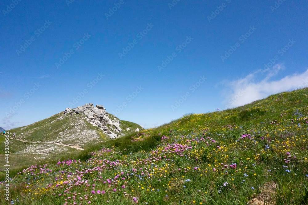 green meadow landscape  on a hillside situation