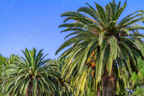 Wallpaper Mural Group of large date palm trees with blue sky Torontodigital.ca