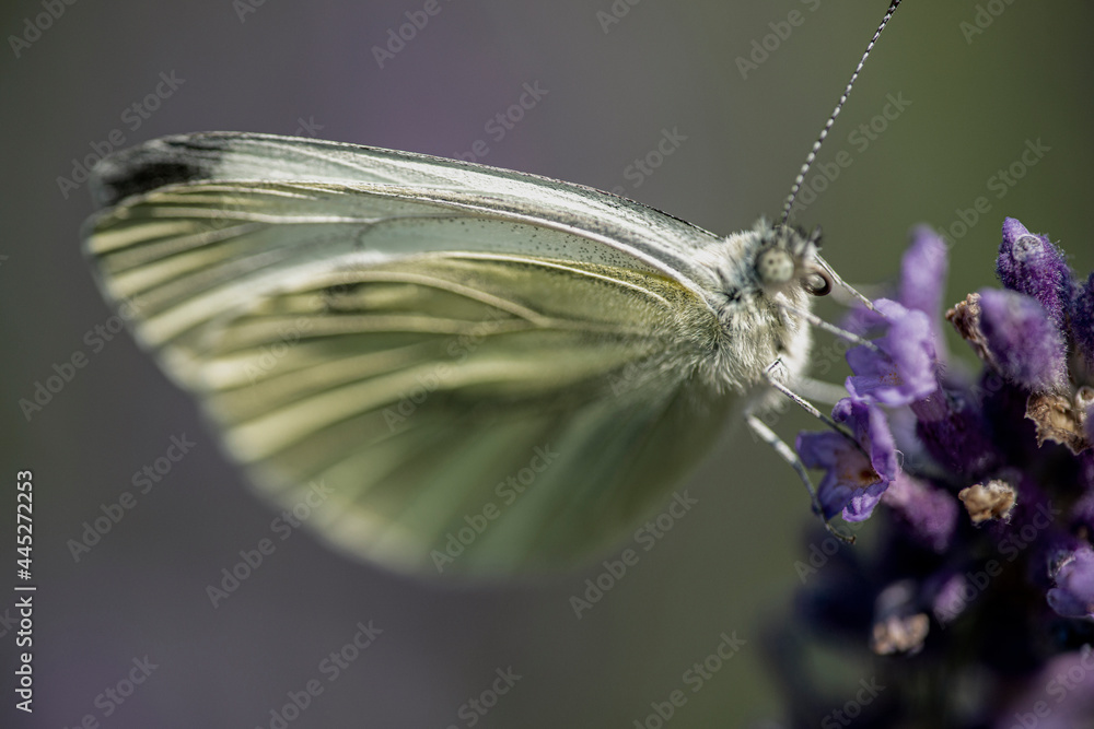 butterfly on a flower, nacka, sverige, sweden, stockholm butterfly on a flower, nacka, sverige, sweden, stockholm