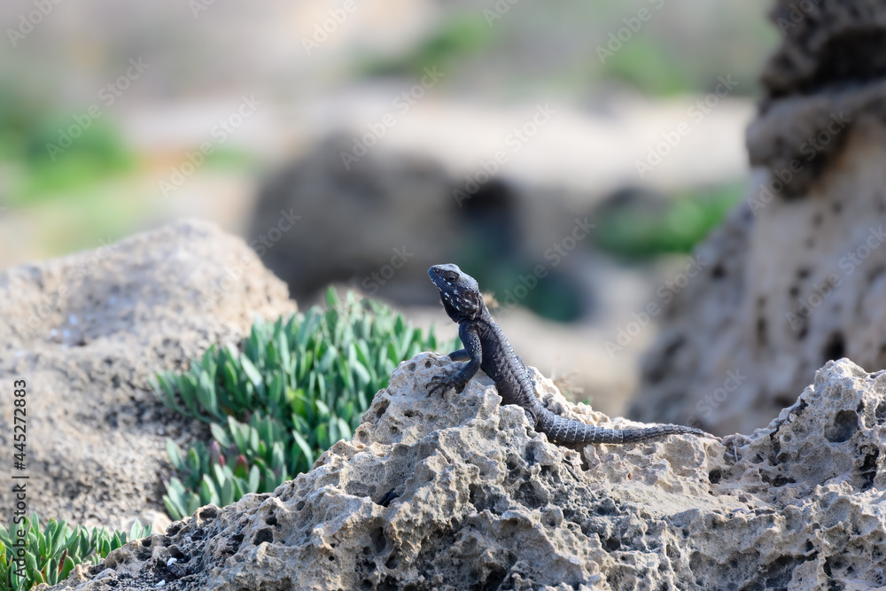 Roughtail Rock Agama Lizard Sunbathing on the Rock Roughtail Rock Agama Lizard Sunbathing on the Rock