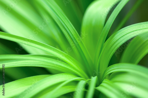 Palm greens close up  natural background