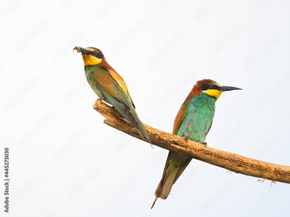 Fototapeta premium Sitting on stick