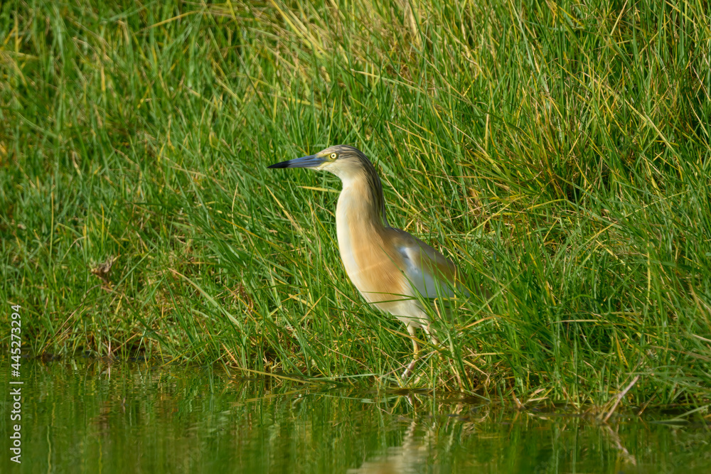 Fototapeta premium Squacco Heron Fishing on the Pond with Green Grass in Early Morning