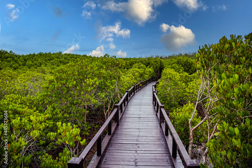 Pranburi Mangrove Forest in Prachuap Khiri Khan in Thailand