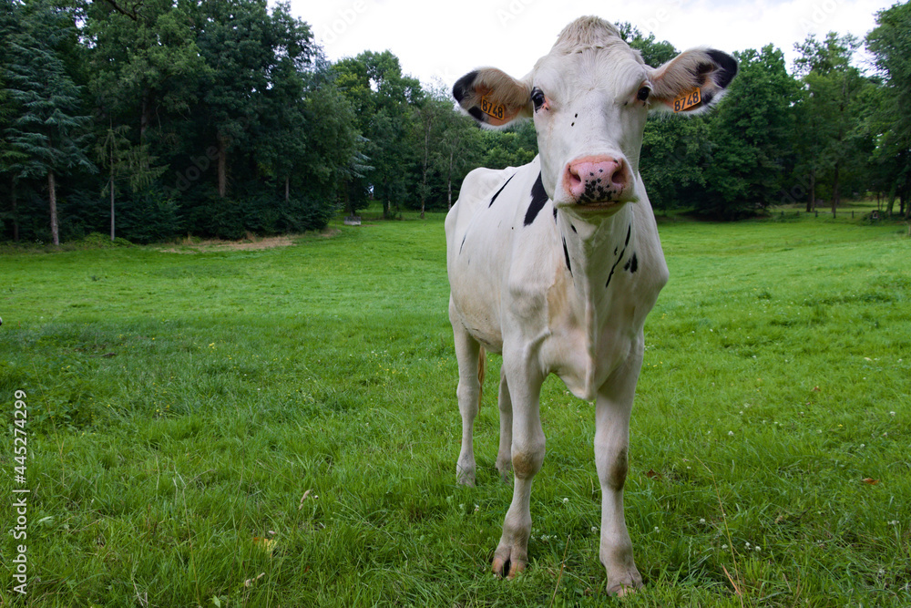 Page De Garde Dossier Bien être Vache Laitière