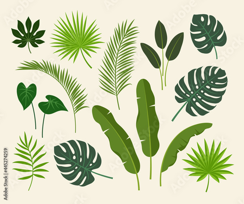 Tropical, exotic plants leaves set. Palm tree, banana, monstera, fan palm leaf.  Floral summer flat vector illustration.