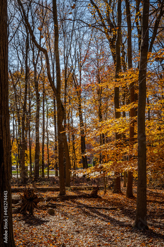 Golden fall in South Mountain Reservation in New Jersey, USA