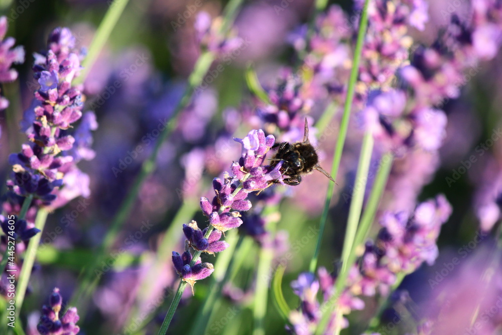 Violet lavender flowers (Lavandula angustifolia) blooming in the garden Violet lavender flowers (Lavandula angustifolia) blooming in the garden