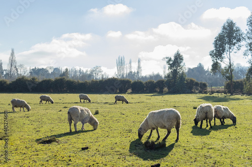 Herd of sheeps eating on a grass field during a sunset.