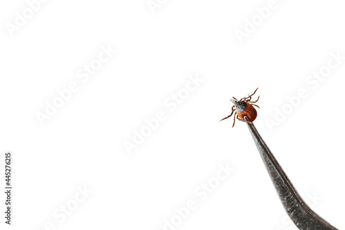 catch the tick with tweezers. closeup isolated on white background with copy space