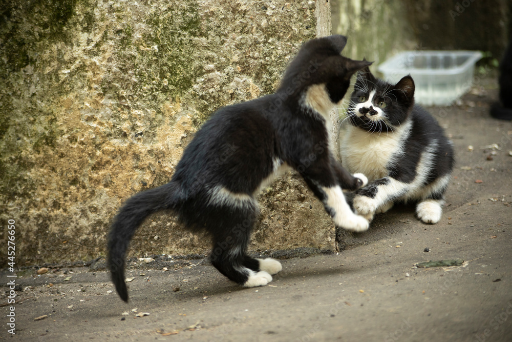 Kittens are playing outside. Cute homeless kittens.