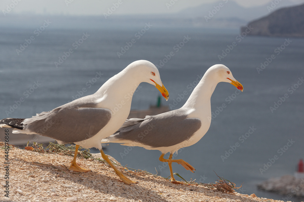 Fototapeta premium Two of seagulls walking on the rocks of peak Penon de Ifach, Spain