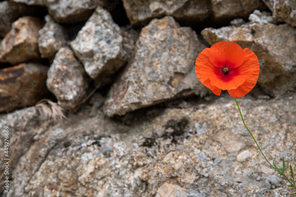 Natural stone wall with single red poppy, texture or background Natural stone wall with single red poppy, texture or background