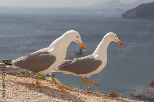 Two of seagulls walking on the rocks of peak Penon de Ifach, Spain