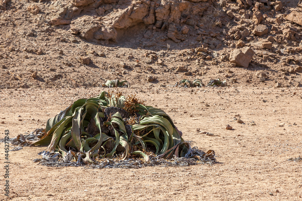 Welwitschien (Welwitschia mirabilis), Namibia Welwitschien (Welwitschia mirabilis), Namibia