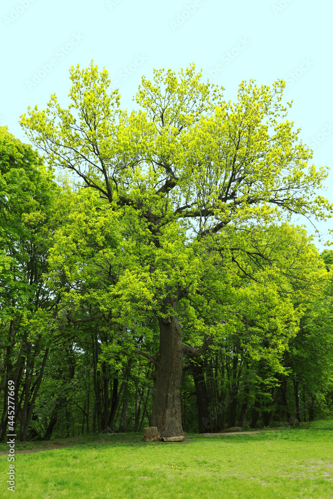 Fototapeta premium Beautiful tall tree with green leaves in park