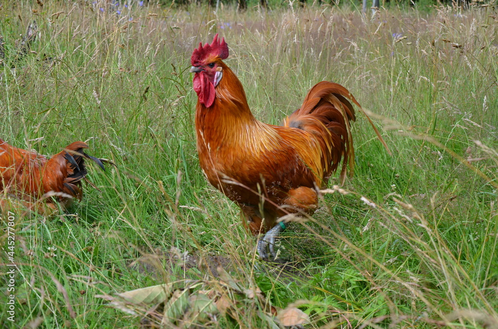 Fototapeta premium chicken and rooster in grass