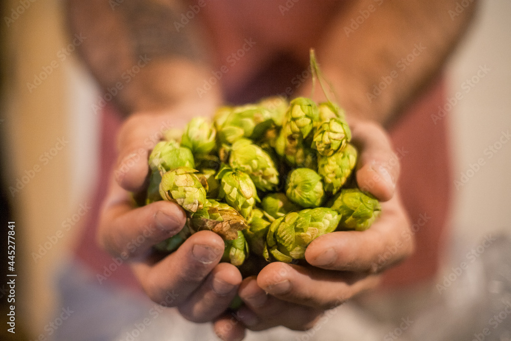 hops flower hops flower