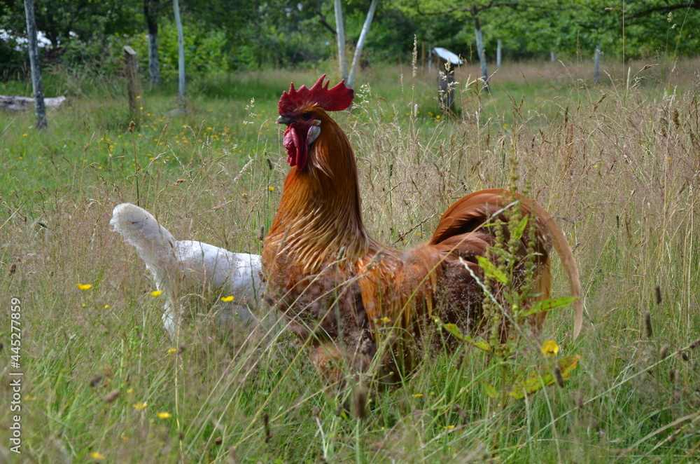 Fototapeta premium chicken and rooster in grass