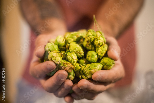 hops flower