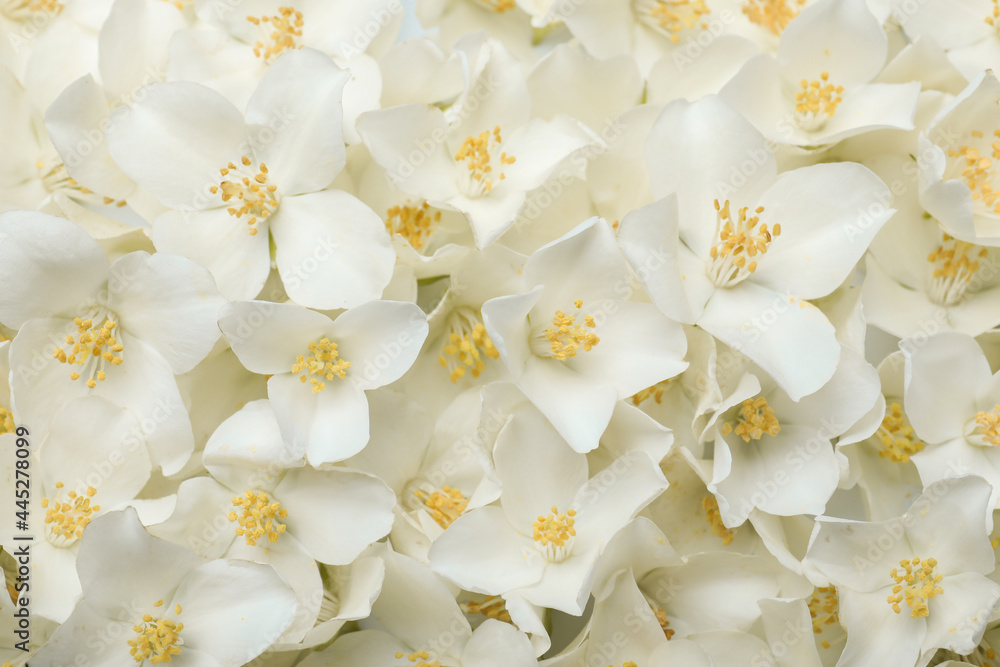 Closeup of beautiful white jasmine flowers, top view Closeup of beautiful white jasmine flowers, top view