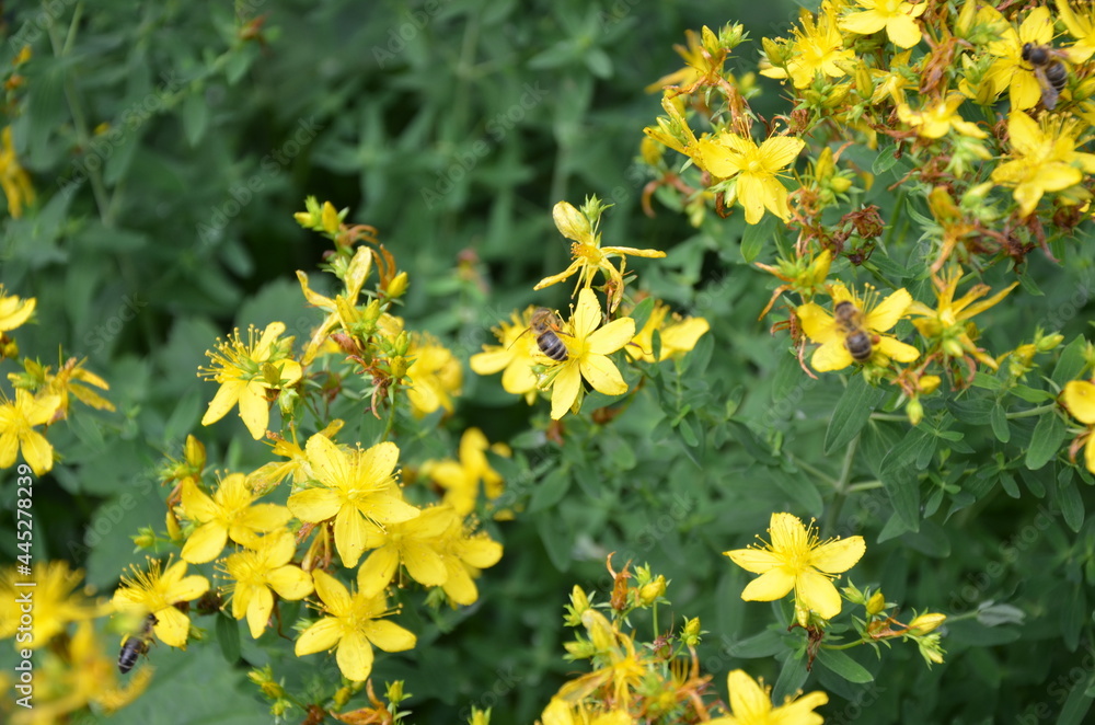 Obraz premium yellow flowers in the garden attracting bees