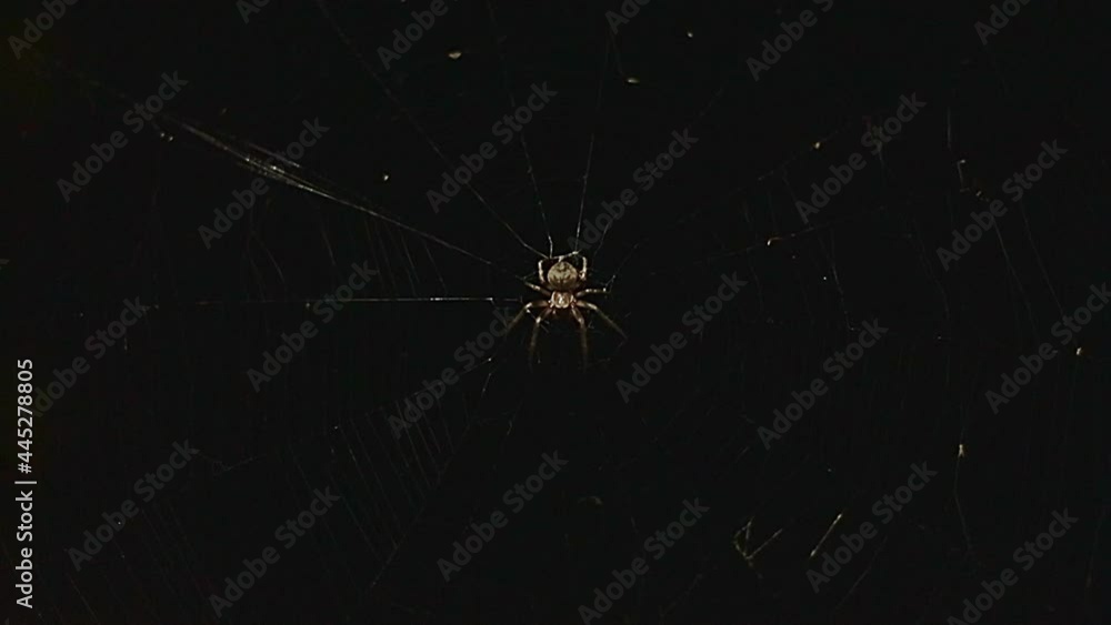 spider on a web in the dark spider on a web in the dark