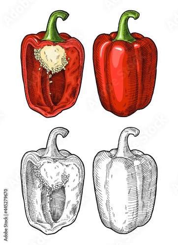 Whole and half red sweet bell peppers. Vintage hatching vector illustration.