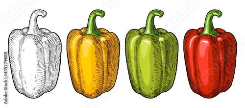 Whole red, green, and yellow sweet bell peppers. Vintage hatching vector illustration.