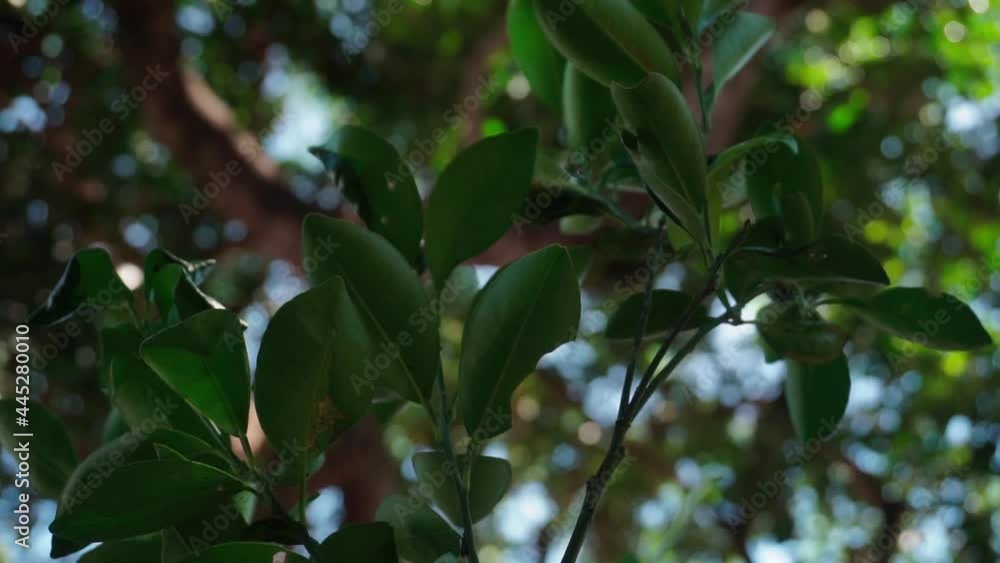 Plants and citrus fruits swinging in the wind with leaf background Plants and citrus fruits swinging in the wind with leaf background