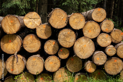 A pile of cut pine tree logs laying on the grass in the forest  Poland. 