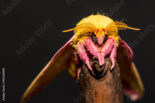 Rosy Maple Moth (Dryocampa rubicunda) photo