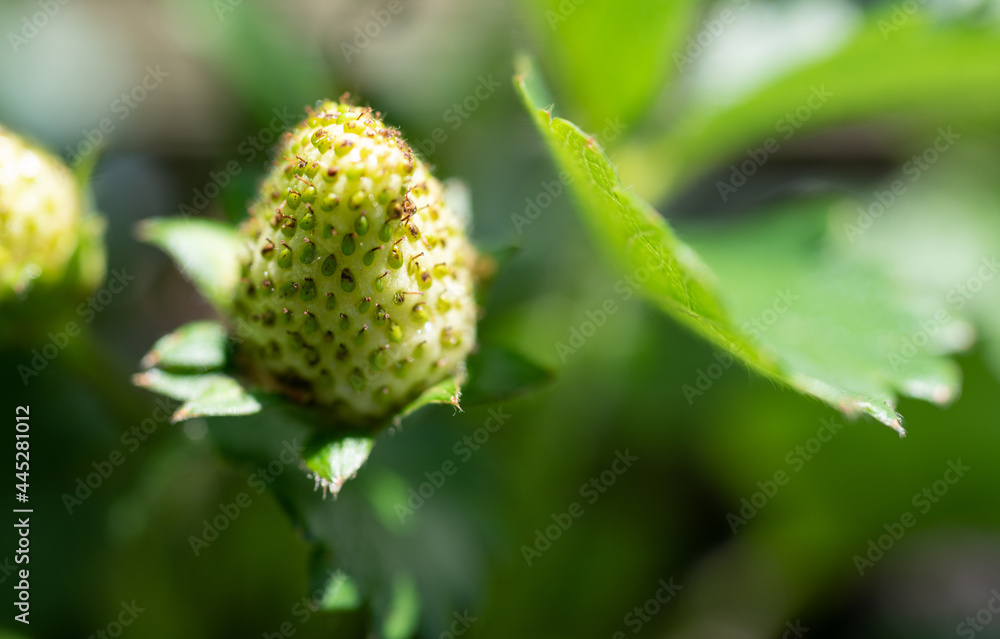 Close up of unripe white strawberry on a plant grown in a home garden. Close up of unripe white strawberry on a plant grown in a home garden.