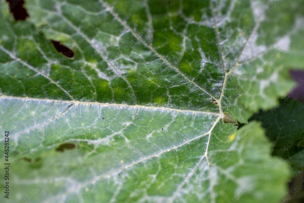 Close Up of Vegetable Garden Squash Leaf with Powder White Mildew Disease. Close Up of Vegetable Garden Squash Leaf with Powder White Mildew Disease.