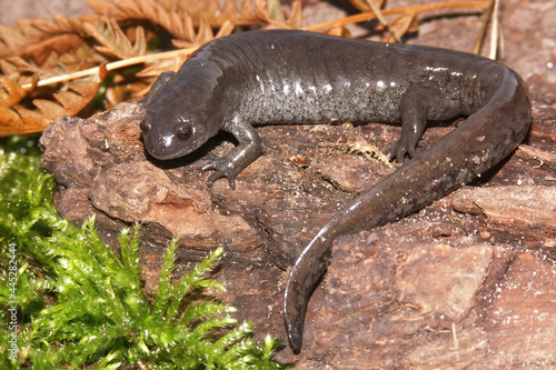 Closeup shot of a Small-mouthed salamander on a rocky surface photo