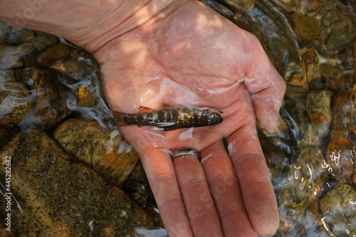 small brook trout Salvelinus fontinalis held in hand