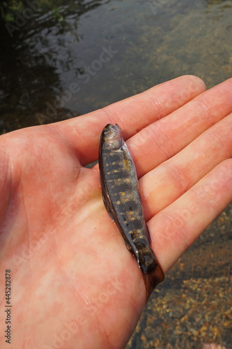 small brook trout Salvelinus fontinalis held in hand
